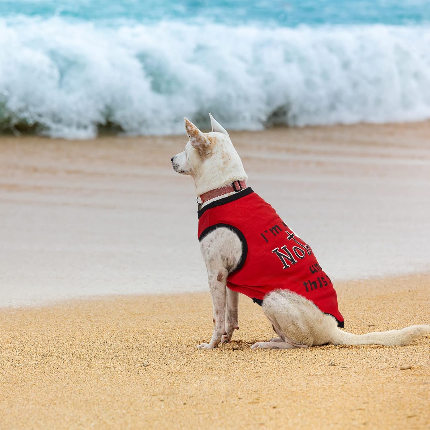 Saintrygo 8 Pieces Dog Shirts Pet Printed Clothes with Funny Letters Summer Pet T Shirts Cool Puppy Breathable Dog Outfit Soft Sweatshirt Cats(Classic Pattern,Medium) - Image 5