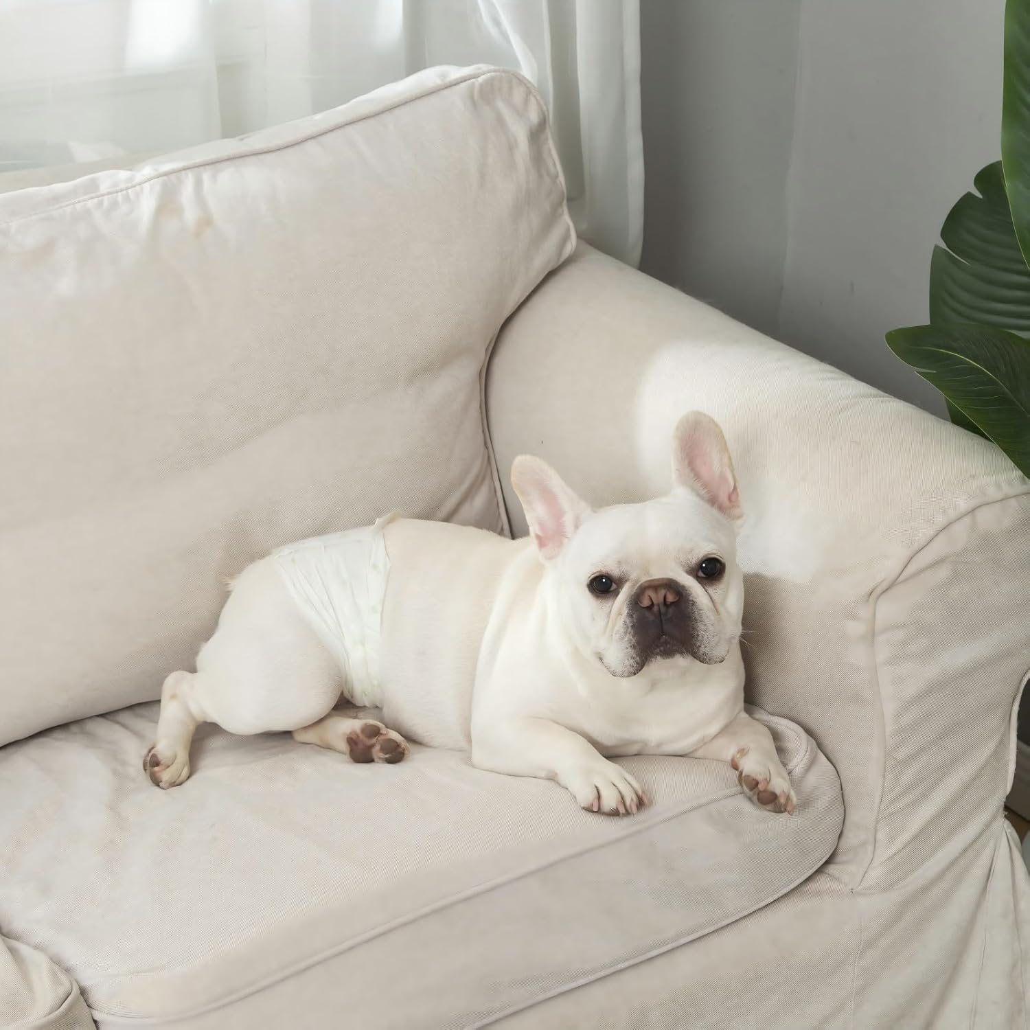 Alternative view of IMMCUTE Dog Diapers Male Small 50 Ct, Male Dog Diapers Disposable with Wetness Indicator, Adjustable Puppy Diapers Male, Flashdry Gel Technology, Male Dog Wraps for Incontinence & Marking