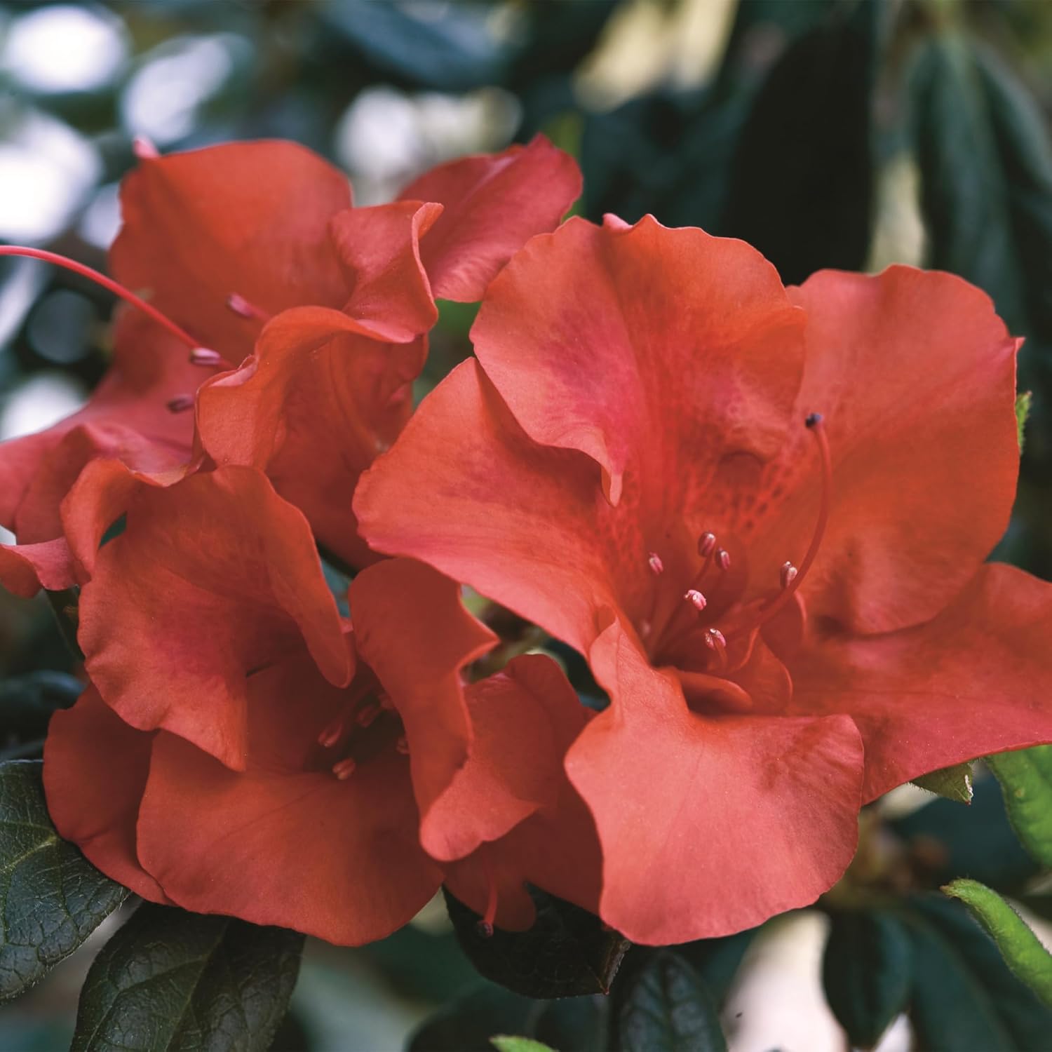 Encore Azalea 1 Gal. Autumn Embers Azalea Shrub