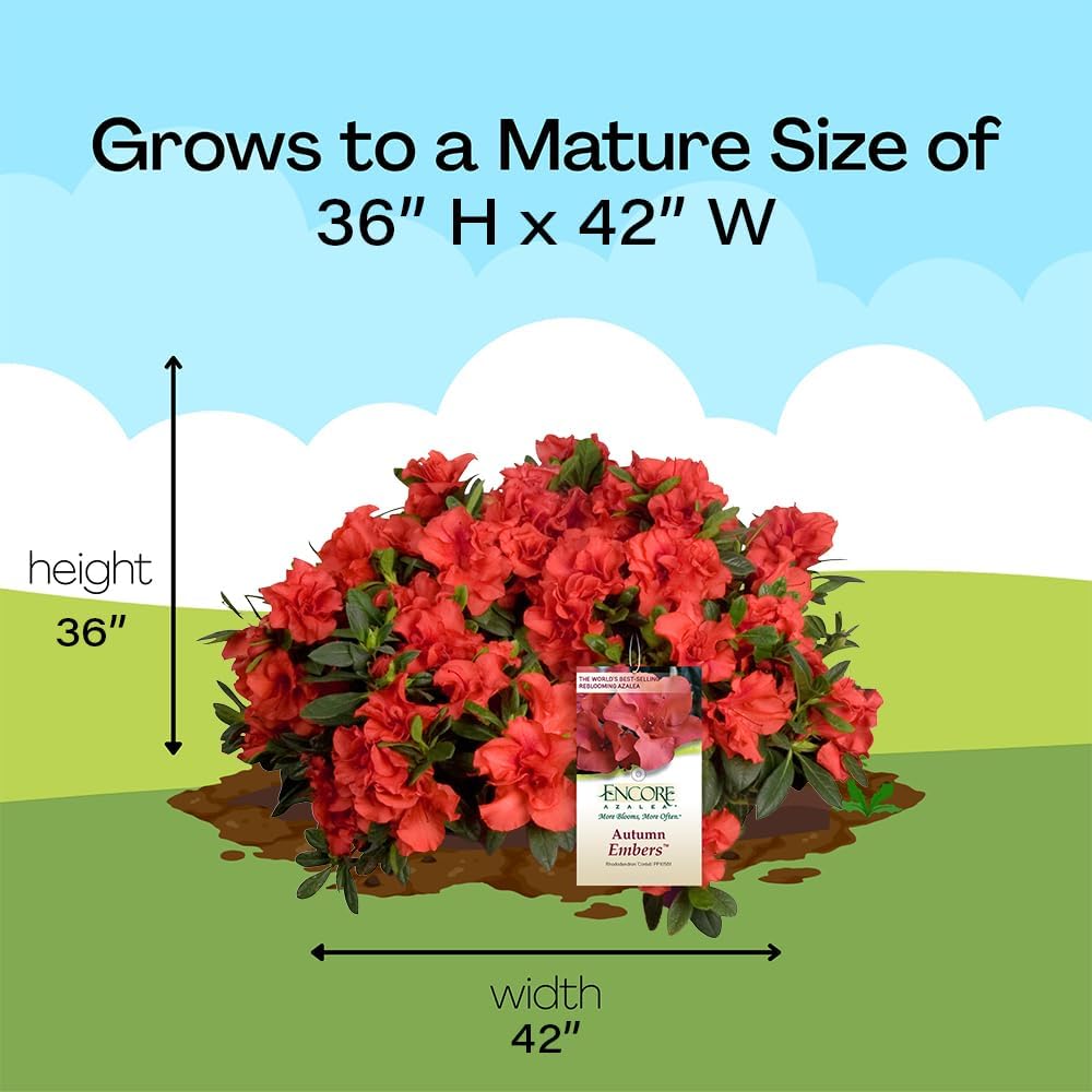 Alternative view of Encore Azalea 1 Gal. Autumn Embers Azalea Shrub