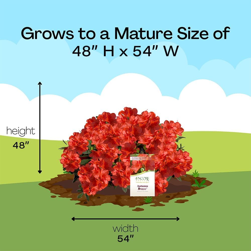 Encore Azalea Autumn Bravo Shrub, 1 Gal, Blazing Red