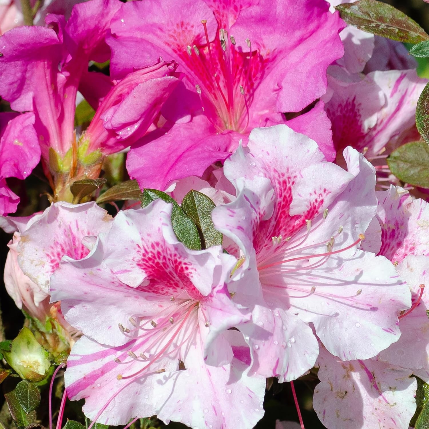 Encore Azalea 1 Gal. Autumn Twist Azalea Shrub