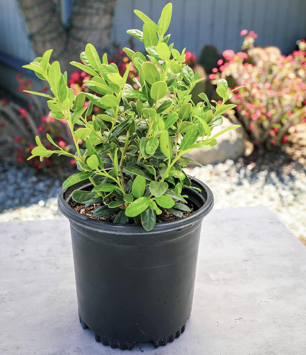 Burford Shrub (1G), Flowering Shrubs Privacy Trees for Planting, Live Plants in Planters for Outdoor Plants, Ilex Plant Live Plant Outdoor Garden Decor, Potted Plants Live Tree by Plants for Pets