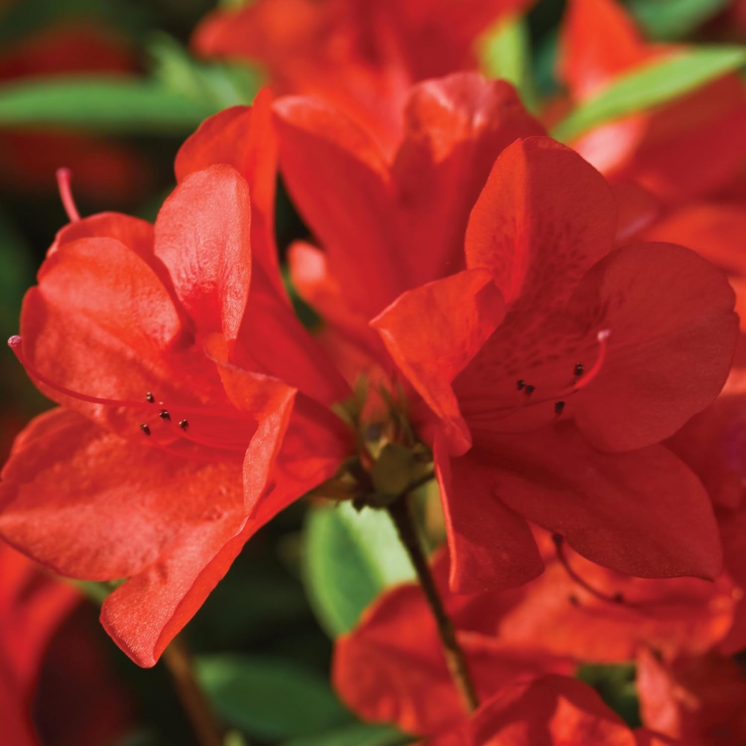 Alternative view of Encore Azalea Autumn Bravo Shrub, 1 Gal, Blazing Red