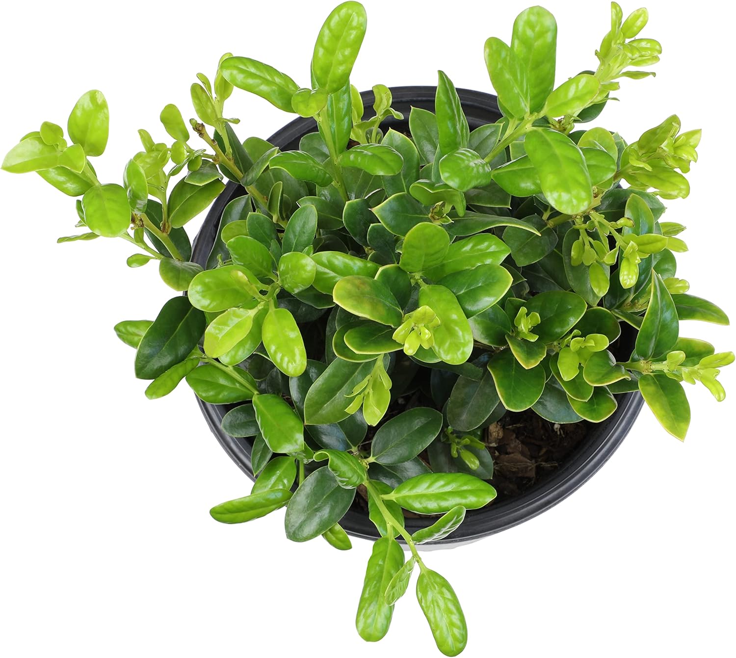 Alternative view of Burford Shrub (1G), Flowering Shrubs Privacy Trees for Planting, Live Plants in Planters for Outdoor Plants, Ilex Plant Live Plant Outdoor Garden Decor, Potted Plants Live Tree by Plants for Pets