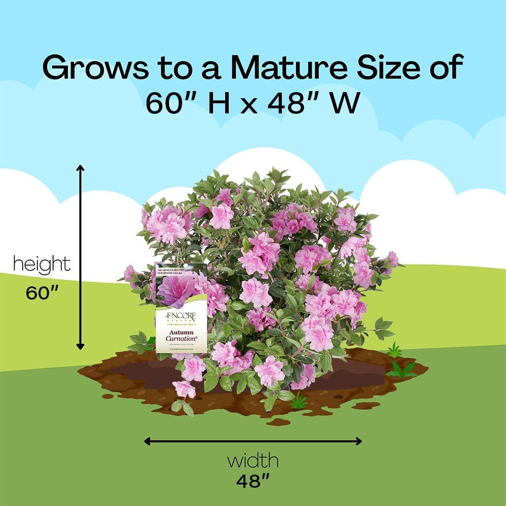 Alternative view of Encore Azalea 2 Gal. Autumn Carnation Azalea Shrub