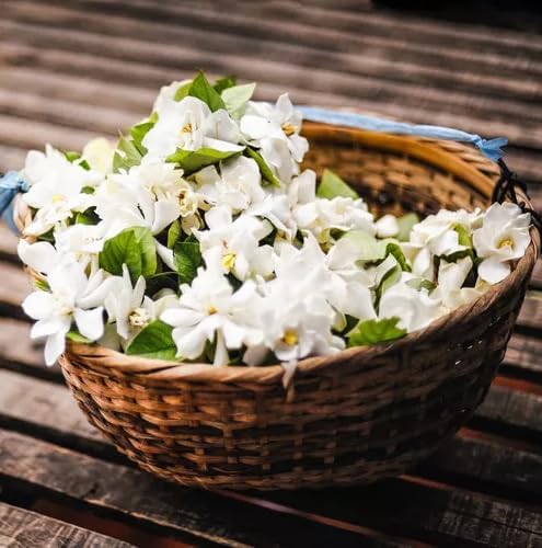 Alternative view of Night Blooming Jasmine Live Plant - Cestrum Nocturnum. Fragrant Flowering Shrub for Garden, Patio or Window (2 ngt.jas sacs)