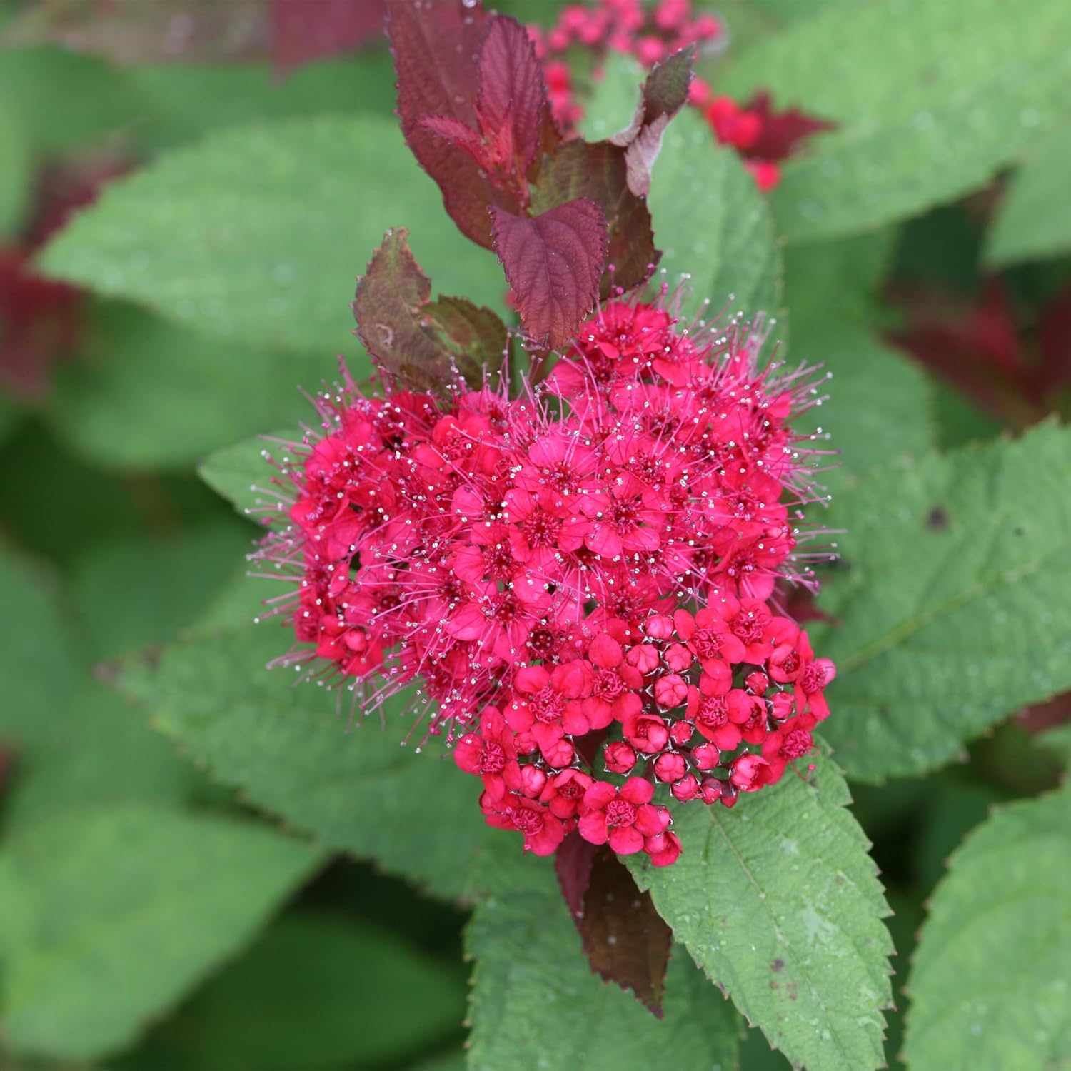 Proven Winners 2 Gal. Double Play Doozie Spirea Shrub