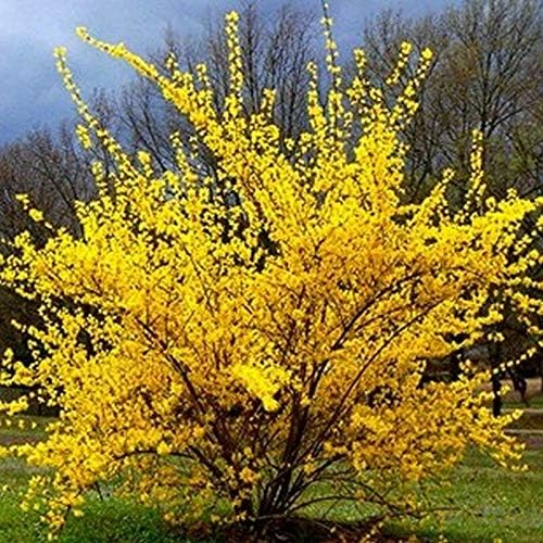 Lynwood Gold Forsythia Bush - Yellow Flowering Shrub - Live Plant Shipped 2 Feet Tall by DAS Farms