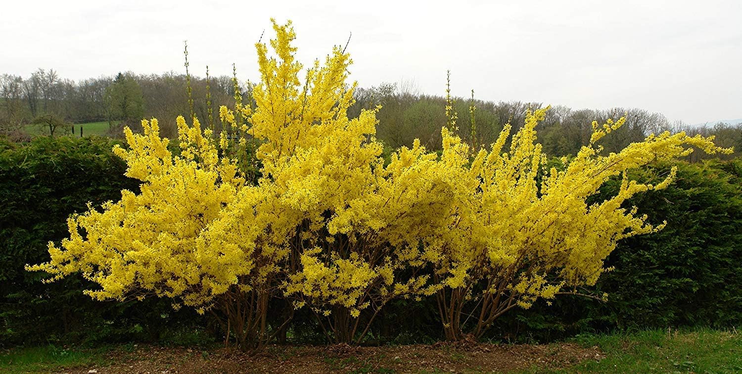Alternative view of Lynwood Gold Forsythia Bush - Yellow Flowering Shrub - Live Plant Shipped 2 Feet Tall by DAS Farms