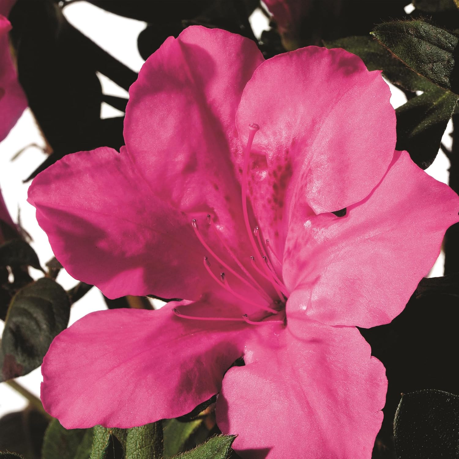Encore Azalea 1 Gal. Autumn Sangria Azalea Shrub