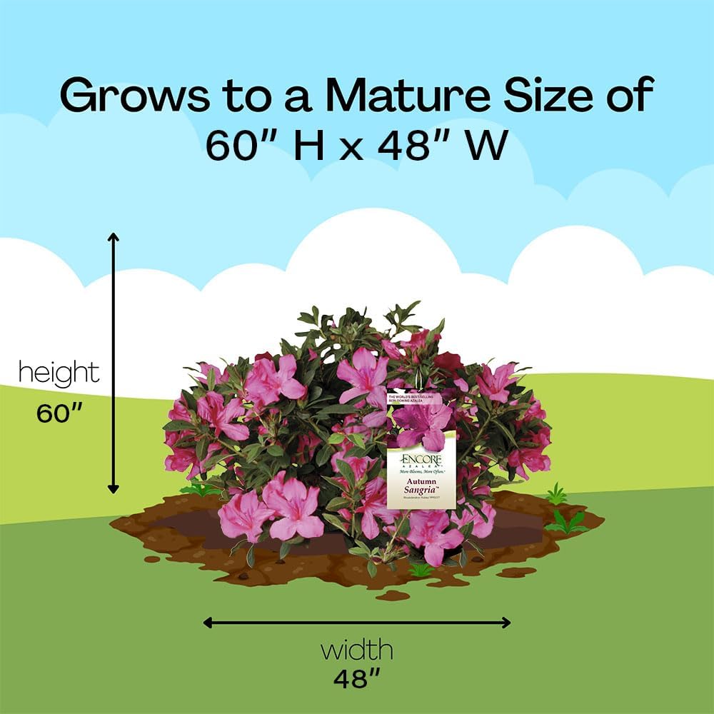 Alternative view of Encore Azalea 1 Gal. Autumn Sangria Azalea Shrub