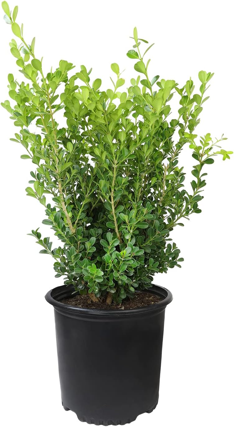 Alternative view of Buxus Japonica Plant (1G), Boxwood Shrubs Live in Planters for Outdoor Plants Live Evergreen Trees Live Plants, Live Outdoor Plants Potted Plants Live Outdoor, Live Trees Live Plant by Plants for Pets