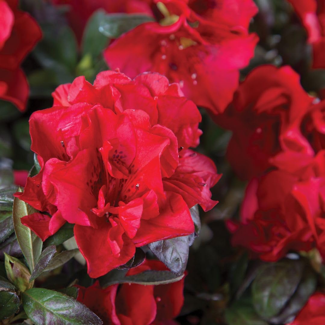 Encore Azalea Autumn Fire (3 Gallon) Red Double Blooms Flowering Dwarf Evergreen Shrub - Full Sun Live Outdoor