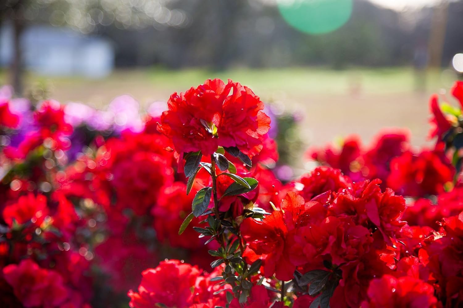Alternative view of Encore Azalea Autumn Fire (3 Gallon) Red Double Blooms Flowering Dwarf Evergreen Shrub - Full Sun Live Outdoor