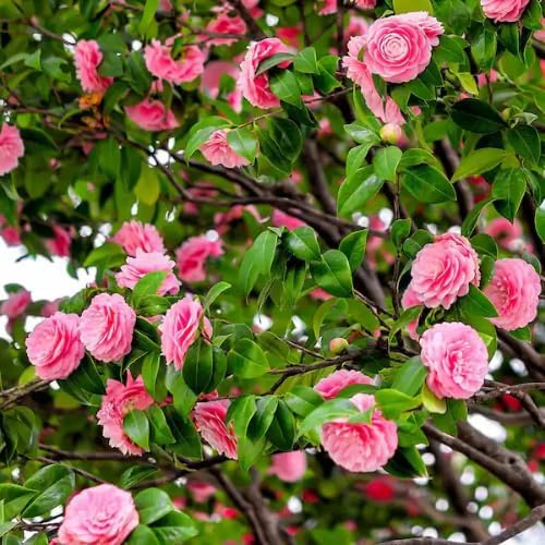 9 Months Old Camellia Tree Live Plant, Camellias Plants Shrub, Large Flower Well-Rooted in Pot, Indoor Outdoor, Cold Hardy (Pink)
