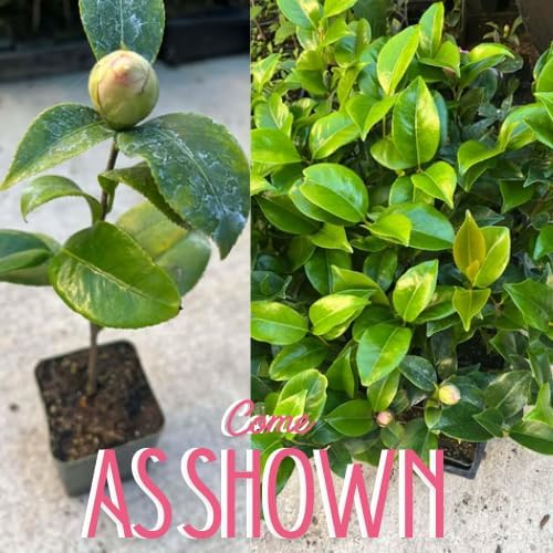 Alternative view of 9 Months Old Camellia Tree Live Plant, Camellias Plants Shrub, Large Flower Well-Rooted in Pot, Indoor Outdoor, Cold Hardy (Pink)