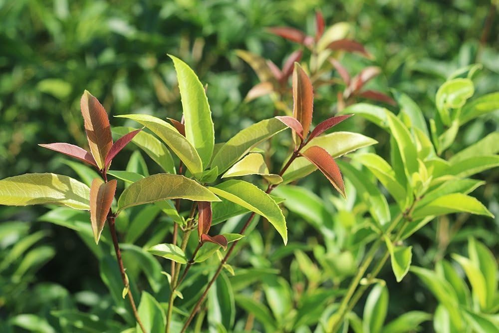 Alternative view of PERFECT PLANTS Tea Olive 1 gallon