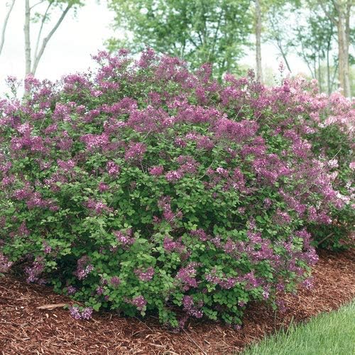 Alternative view of Proven Winners - Syringa x Bloomerang Dark Purple (Reblooming Lilac) Shrub, dark purple flowers, #3 - Size Container