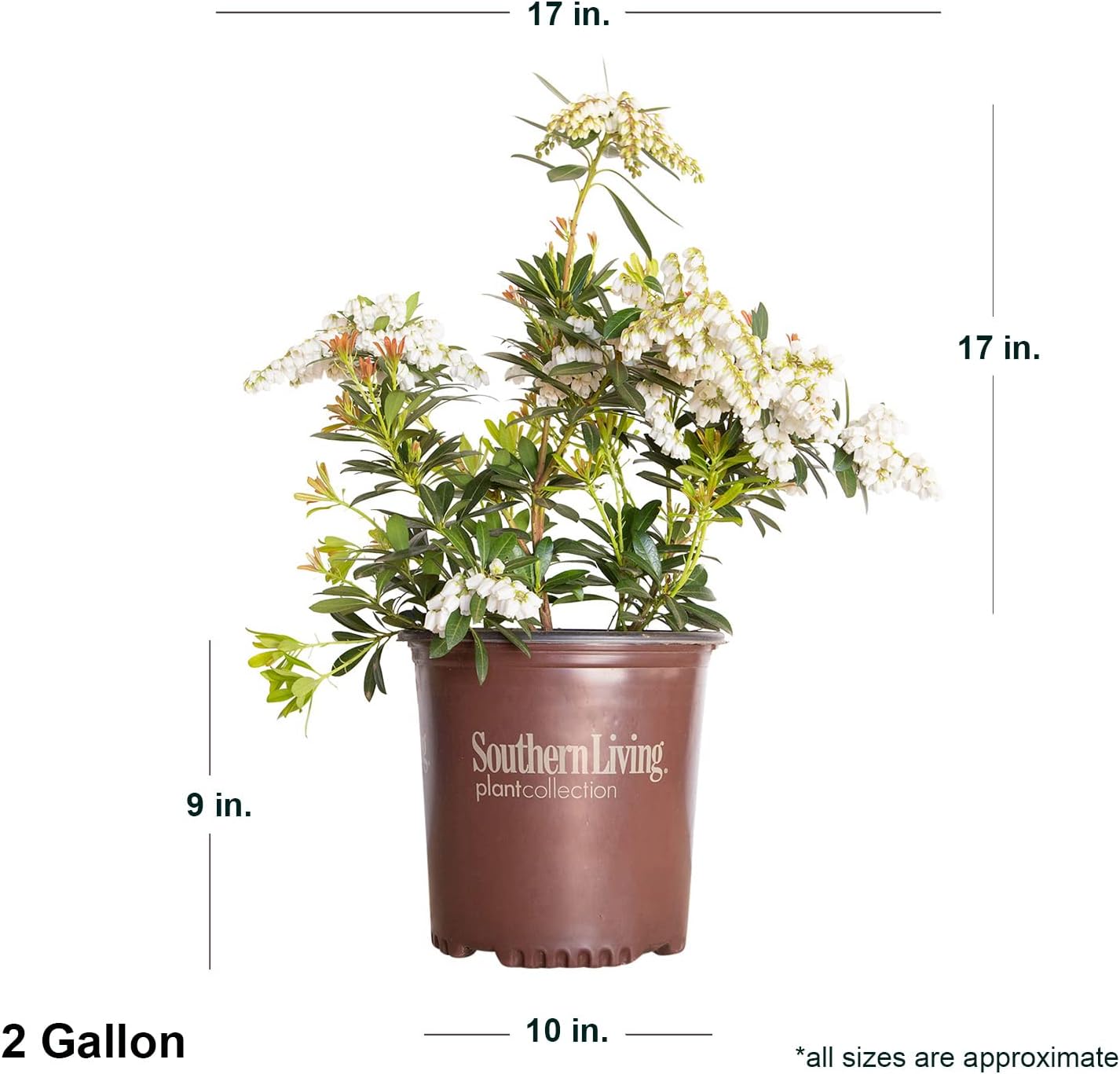Alternative view of Mountain Snow Pieris (2 Gallon) Blooming Evergreen Shrub with White Flowers - Part Shade to Shade Live Outdoor Plant