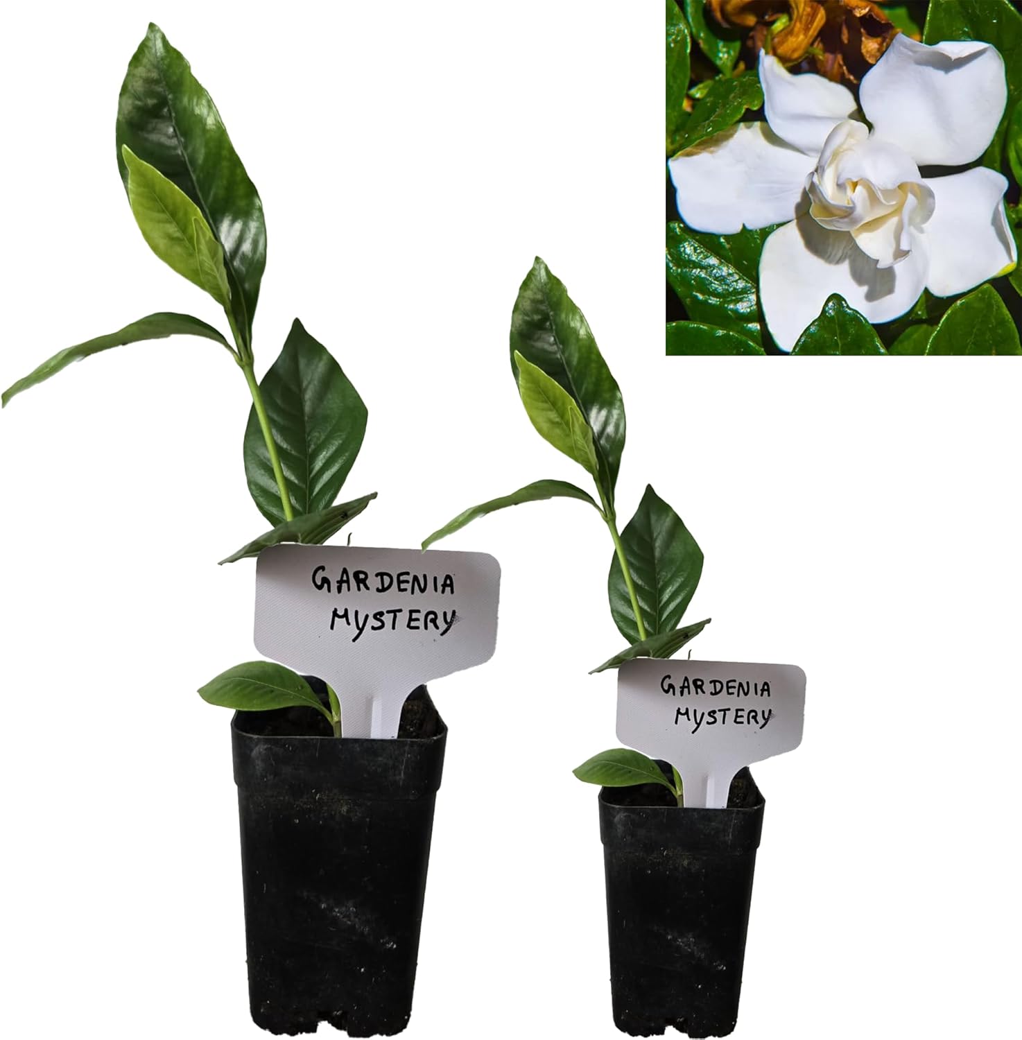 Alternative view of Nearly Natural 48in Artificial Dracaena with Real Touch Leaves and Multi Tonal Trunks, Large Indoor Silk Plant with Pot, Maintenance Free For Living Room And Home Office Decor