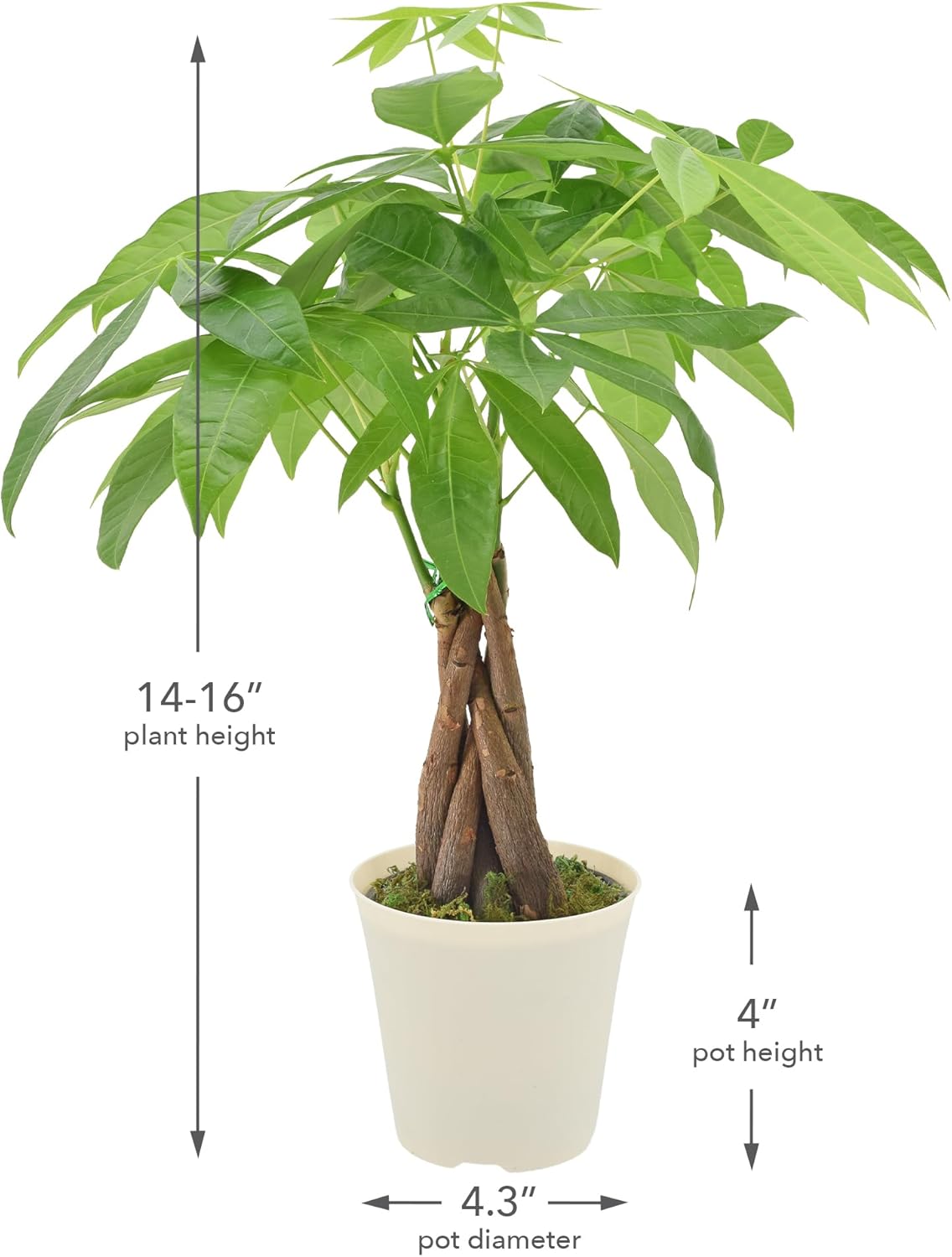 Alternative view of Live Braided Money Tree Pachira Aquatica Indoor Houseplant in Arcadia Garden Product's Branded Plastic Pot, Tropical Plant Collector Gift for Home and Garden Decor, 4-in, Beige