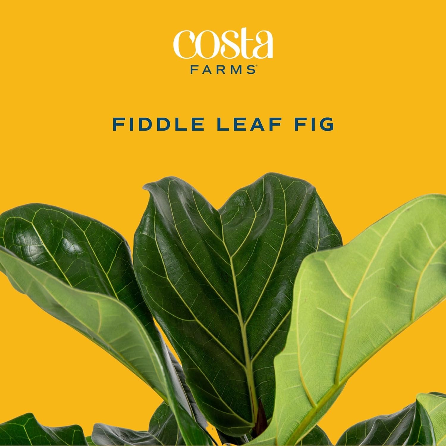 Alternative view of Costa Farms Fiddle Leaf Fig Tree Live Plant in Decorative Plant Pot, Large Indoor Houseplant, Perfect for Home, Room, or Office Decor, Great House Warming or Birthday Gift, 3-4 Feet Tall