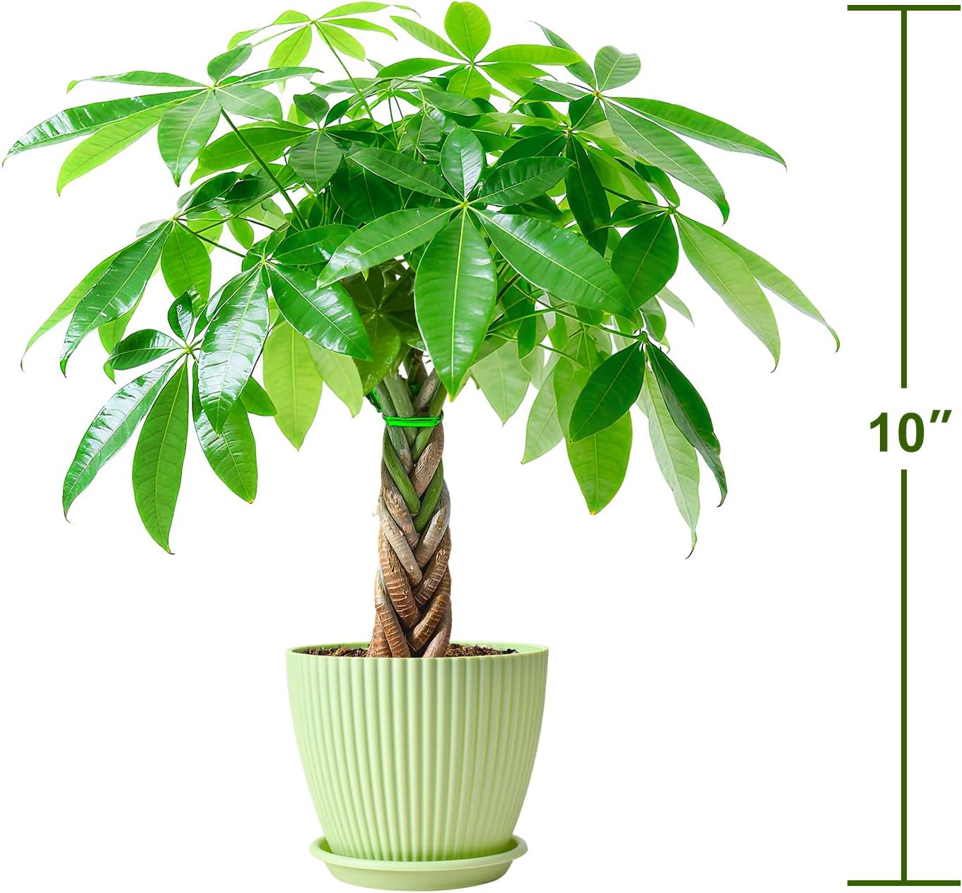Alternative view of Sprout N Green Small Money Tree with 5 Lucky Braid, Live Plant with Green Stripe Pot, Decoration for Indoor Home Office Tabletop Windowsill Side Table, Housewarming, 8-10" Tall