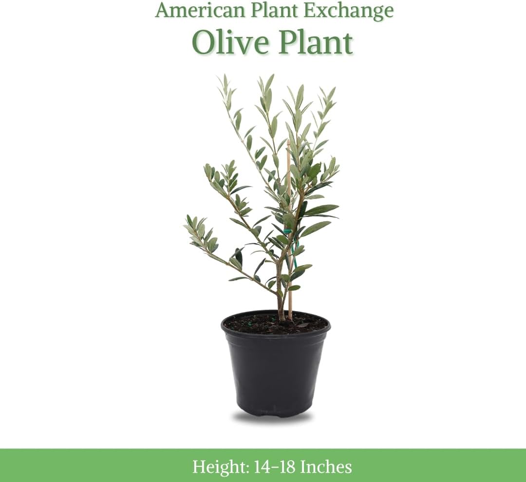 American Plant Exchange Arbequina Olive Tree u2013 Live 5-Inch Pot, Fruit Bearing Tree, Cold Hardy Edible Variety for Containers, Patios, and Mediterranean-Inspired Gardens