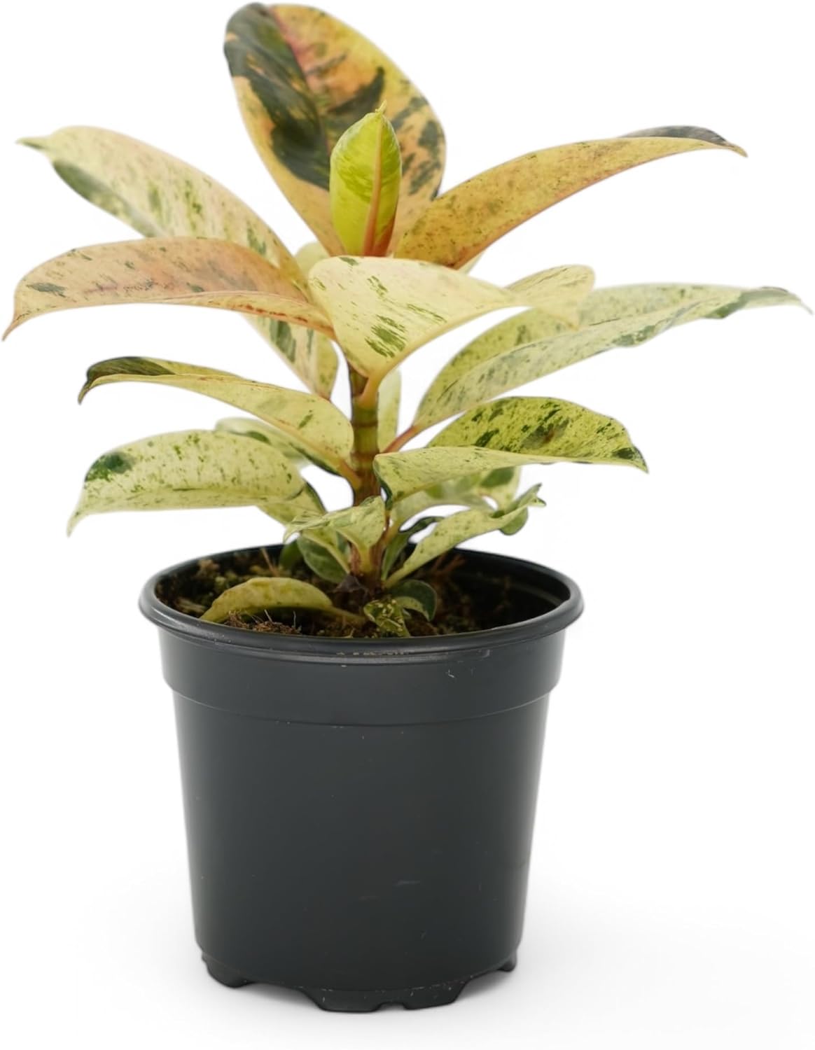Alternative view of Ficus Tree Four Pack Indoor Plants Live Houseplants - Live Rubber Tree Plants Bundle Includes Ficus Burgundy, Ficus Tineke, Ficus Elastica, and Ficus Ruby