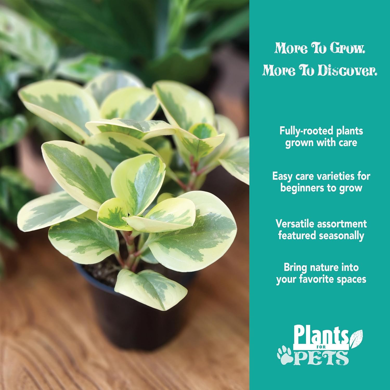 Alternative view of Essential Houseplant Collection (4PK) Live Plants Indoor Plants Live Houseplants in Plant Pots, Easy House Plants Indoors Live, Snake Plant, Pothos in Potting Soil, Clean Air Plants by Plants for Pets