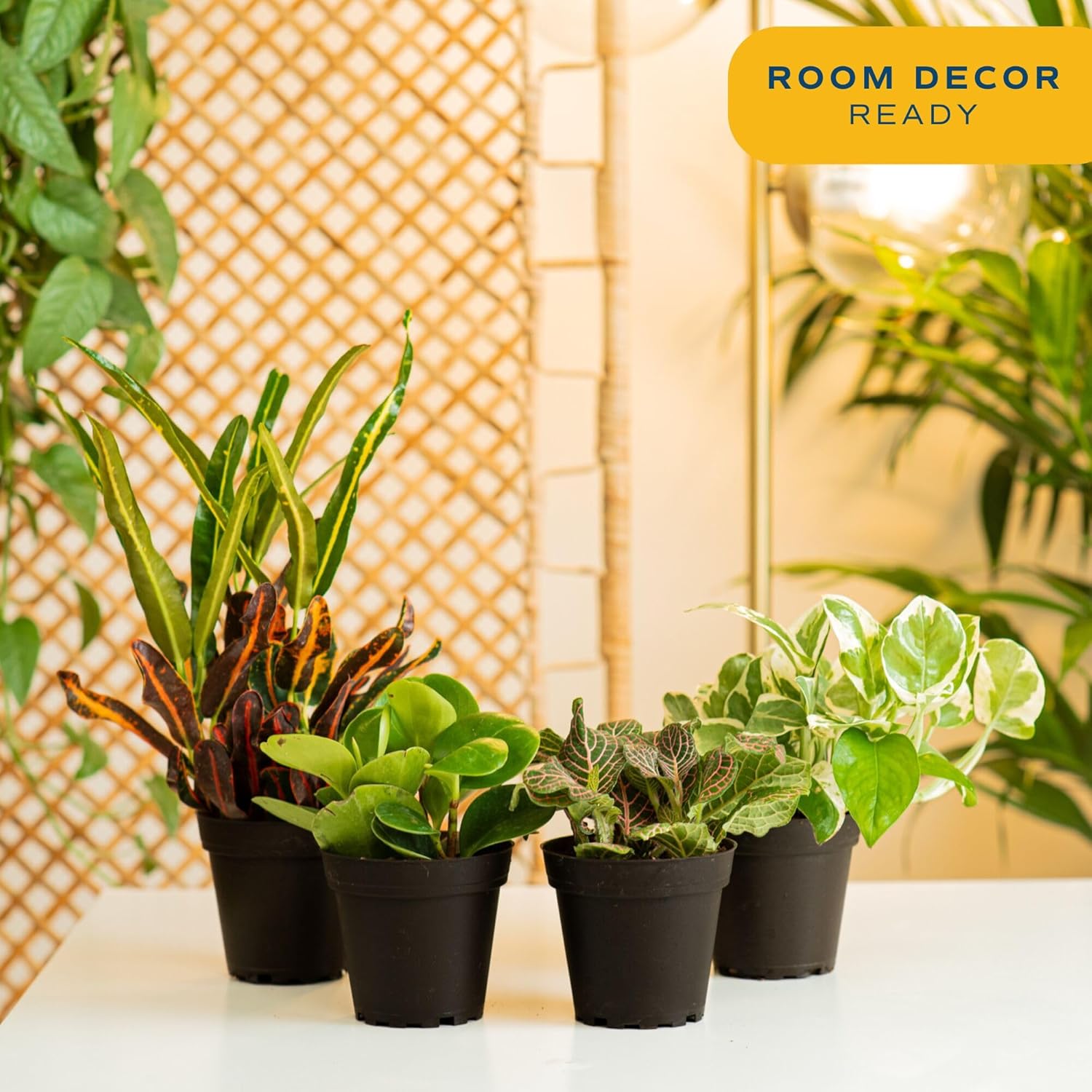 Costa Farms Live Indoor Plant Pack in Plastic Pots, Easy to Maintain, Air Purifying Indoor Houseplants, Assorted Varieties, Room or Office Decor, House Warming Gift, 8-12 Inches Tall, Pack of 4