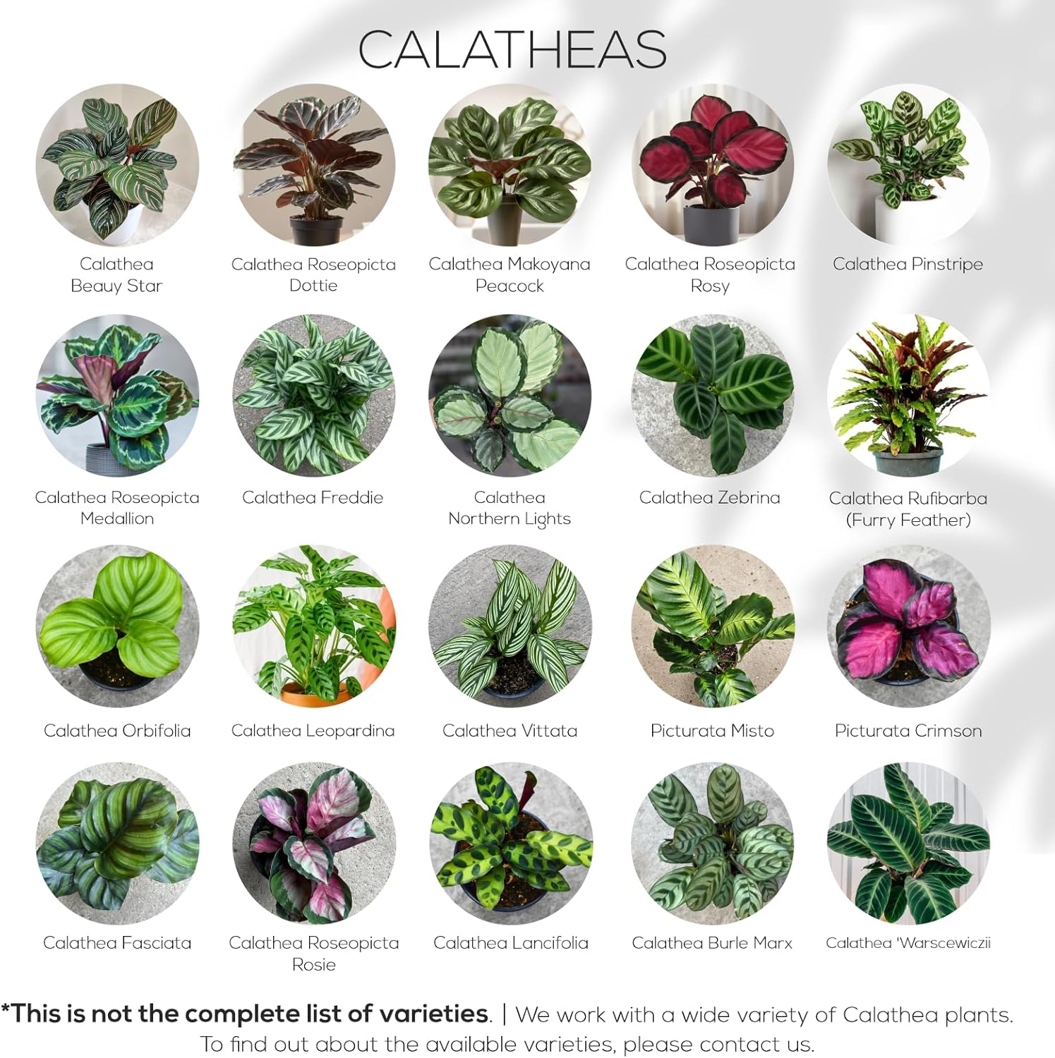 Alternative view of Calathea Collection (4 Pack) Live Plants u2013 Stunning Foliage Prayer Plants Like Orbifolia, Rose Painted, White Star & Dottie u2013 Easy Indoor Tropical Plants u2013 Pet Friendly u2013 Natural Air Purifiers
