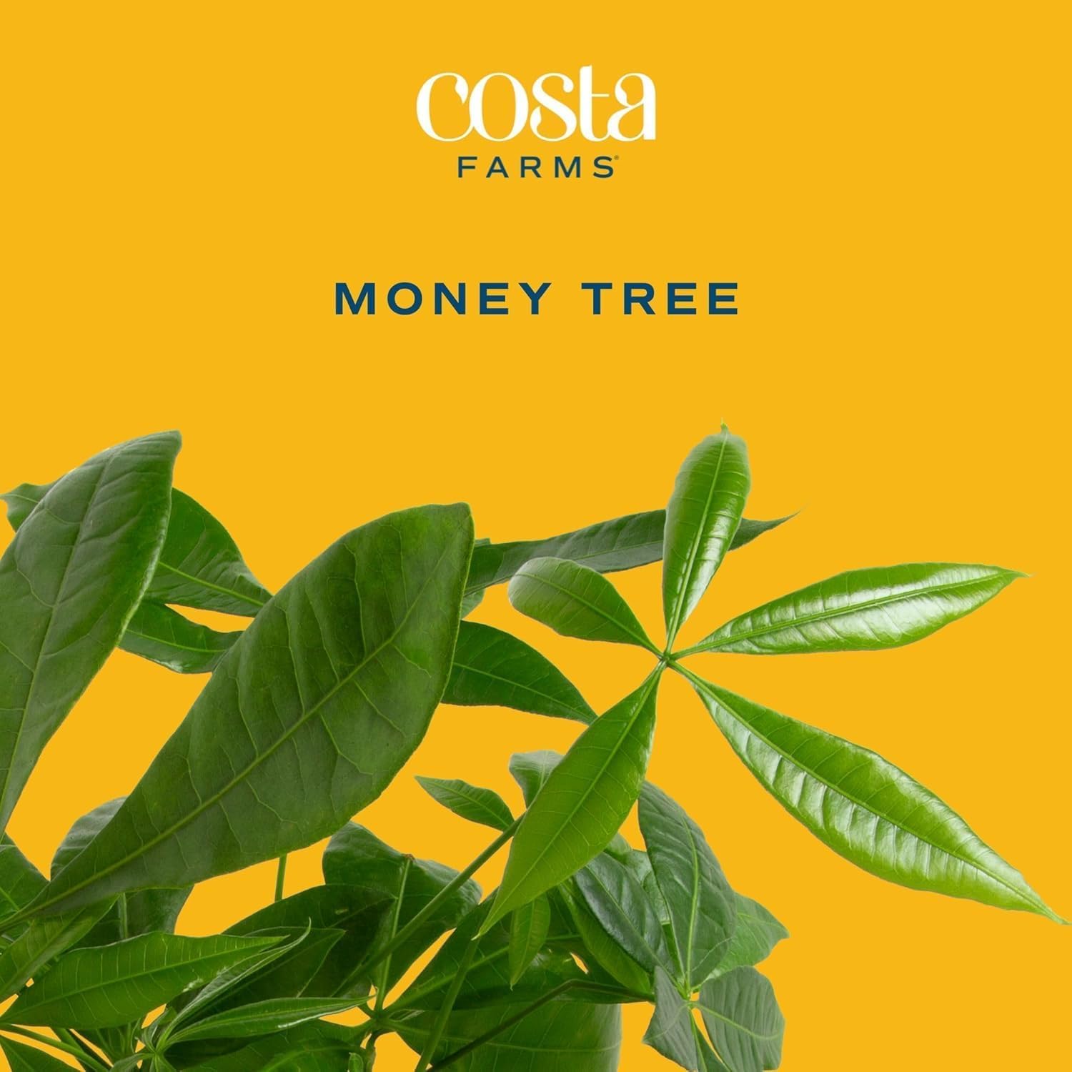 Alternative view of Costa Farms Money Tree Live Plant in Decorative Pot, Air Purifying, Large Indoor Houseplant, Perfect for Home, Room, or Office Decor, Great House Warming or Birthday Gift, 3-4 Feet Tall