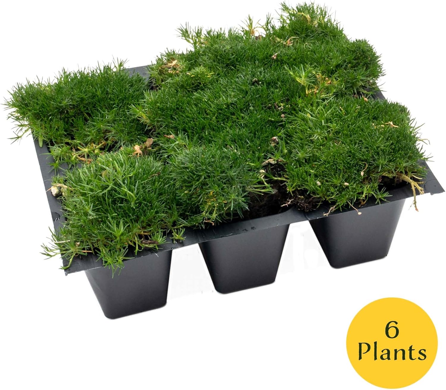6 Irish Moss (Sagina subulata) | Low-Growing, Mat-Forming Evergreen Perennial with Fine Green Foliage and Dense Carpet Habit | 2.5u201D Nursery Cubes, Ready-to-Plant Live Starter Plants