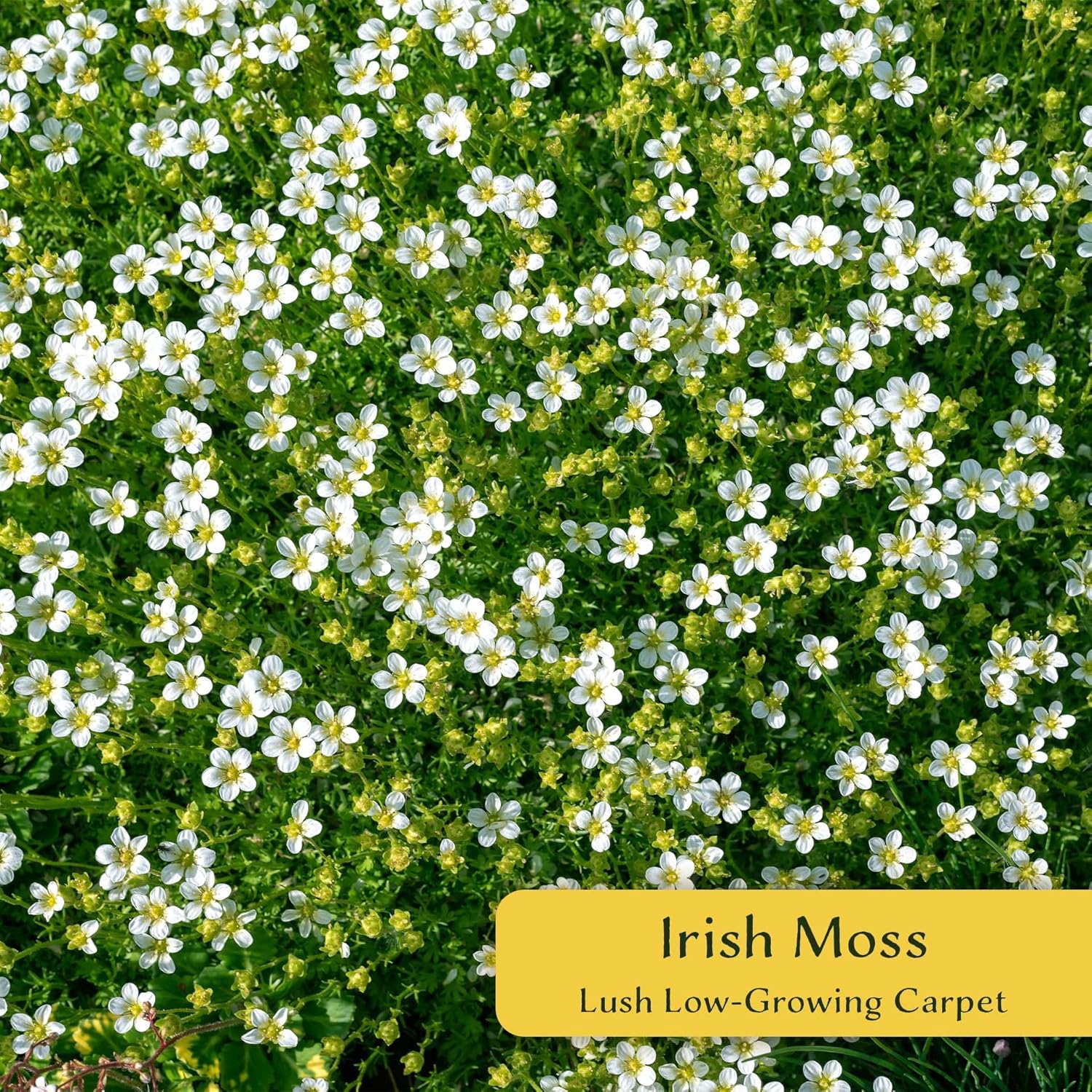 Alternative view of 6 Irish Moss (Sagina subulata) | Low-Growing, Mat-Forming Evergreen Perennial with Fine Green Foliage and Dense Carpet Habit | 2.5u201D Nursery Cubes, Ready-to-Plant Live Starter Plants