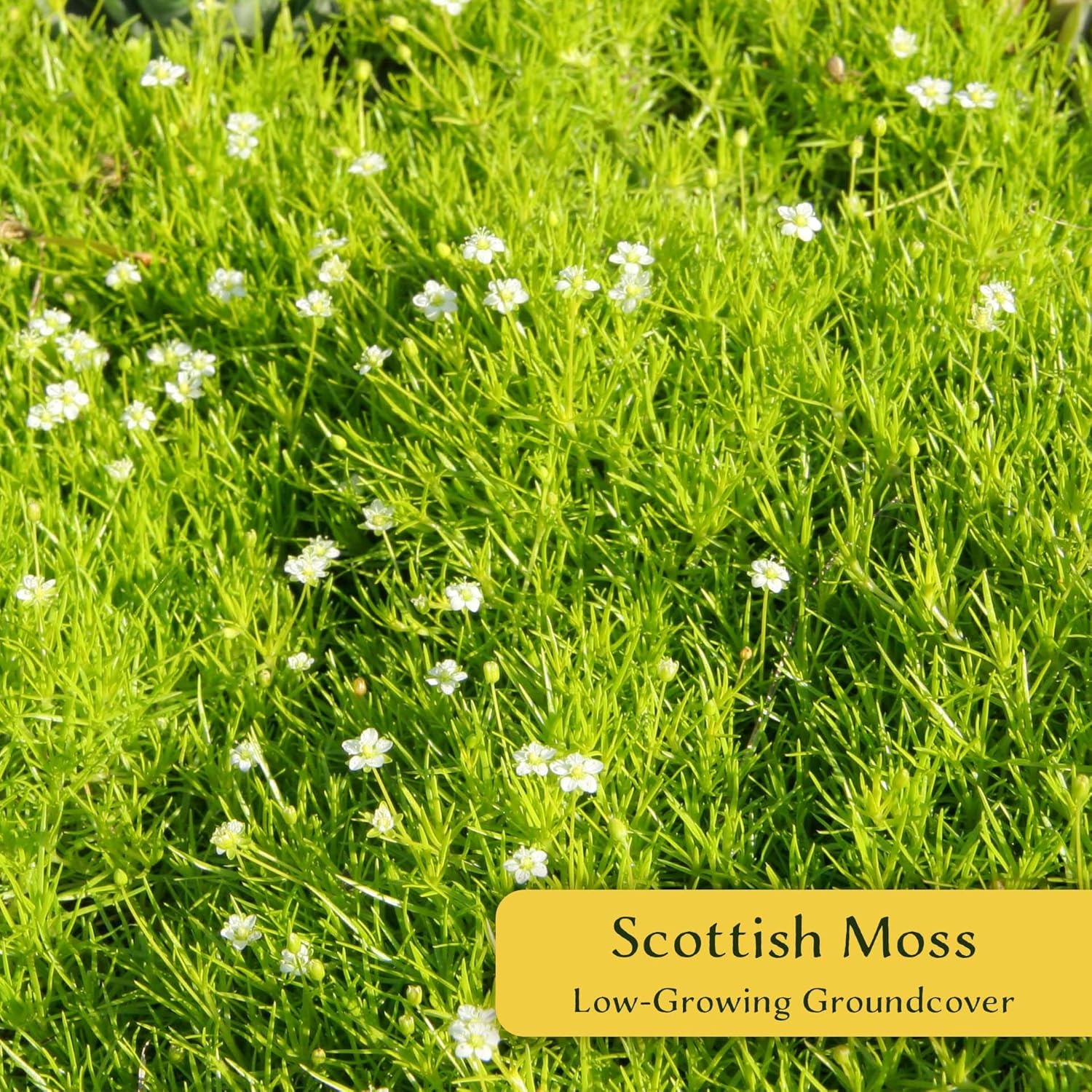 3 Scottish Moss (Sagina subulata u2018Aureau2019) | Low-Growing, Mat-Forming Evergreen Perennial with Soft Golden Foliage and Fine Texture | 2.5u201D Nursery Cubes, Ready-to-Plant Live Starter Plants