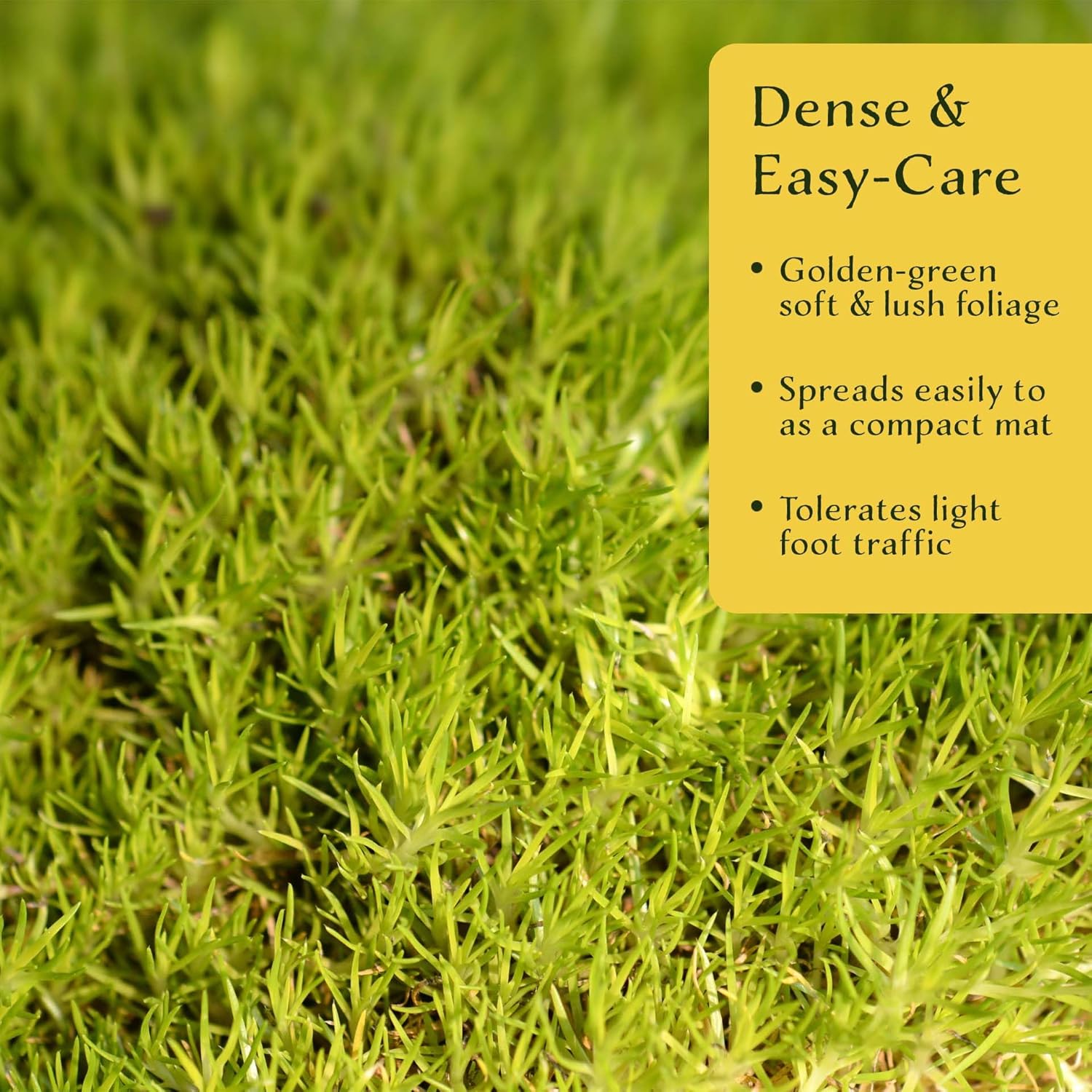 Alternative view of 3 Scottish Moss (Sagina subulata u2018Aureau2019) | Low-Growing, Mat-Forming Evergreen Perennial with Soft Golden Foliage and Fine Texture | 2.5u201D Nursery Cubes, Ready-to-Plant Live Starter Plants