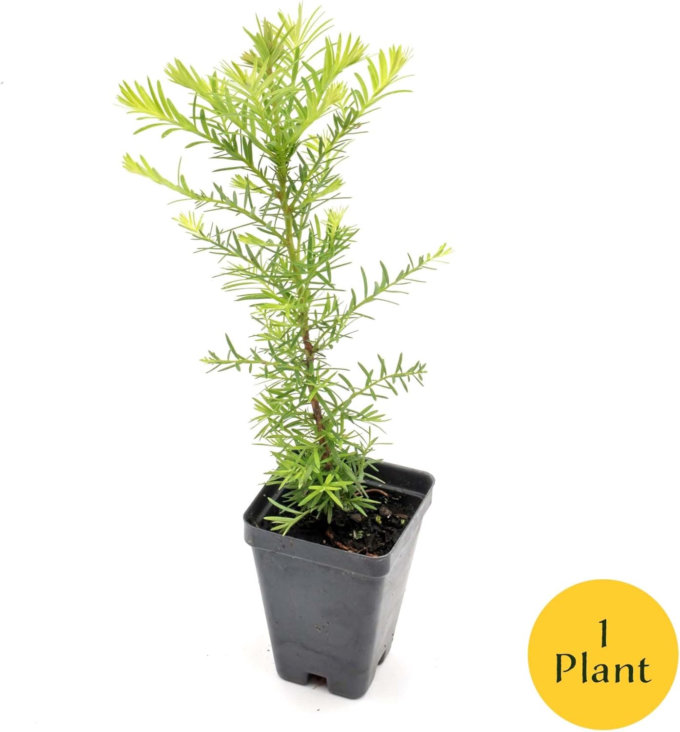 1 Coastal Redwood (Sequoia sempervirens) u2013 Tall Evergreen Conifer with Soft, Dense Needled Foliage | 2.5u201D Nursery Cubes, Ready-to-Plant Live Starter Plants