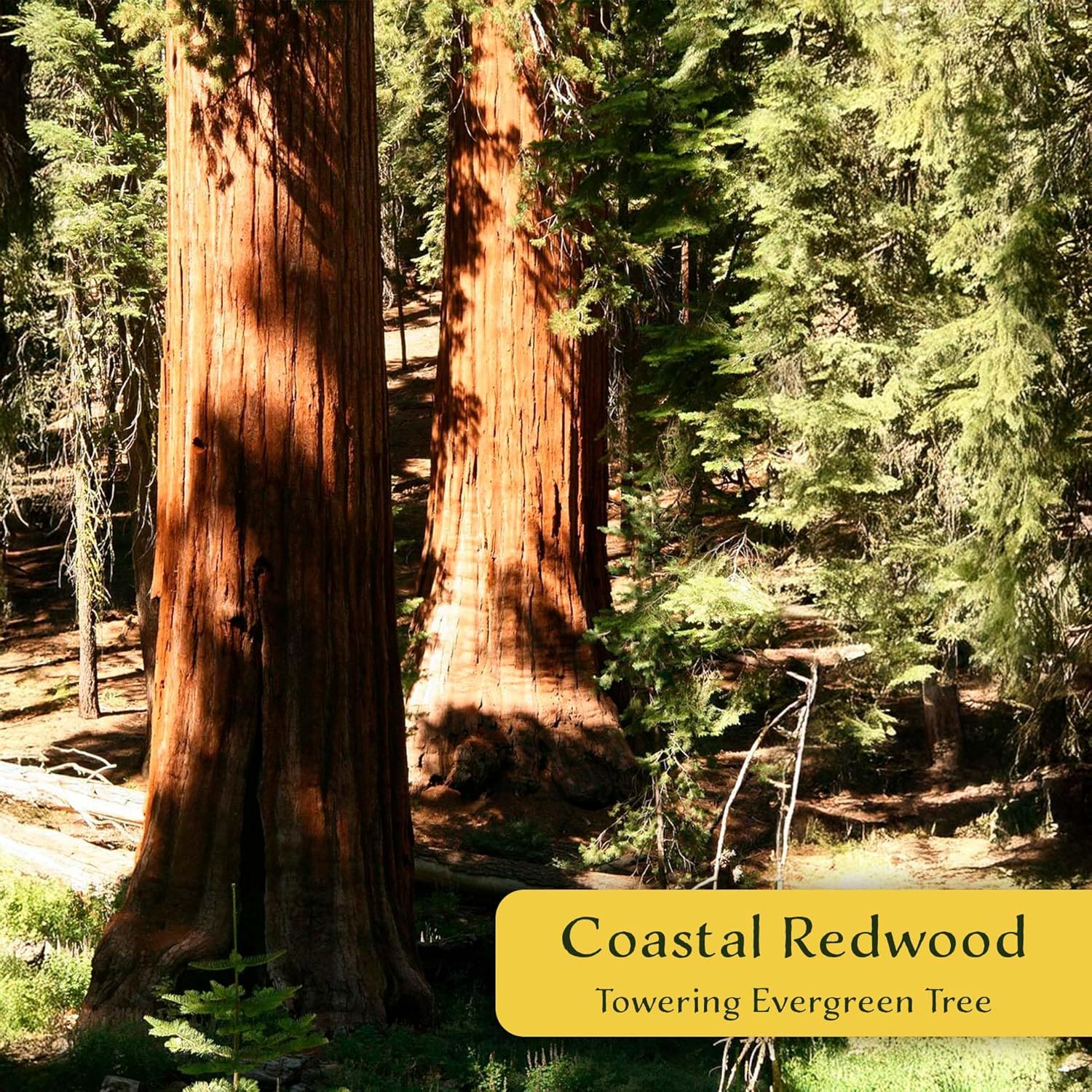 Alternative view of 1 Coastal Redwood (Sequoia sempervirens) u2013 Tall Evergreen Conifer with Soft, Dense Needled Foliage | 2.5u201D Nursery Cubes, Ready-to-Plant Live Starter Plants