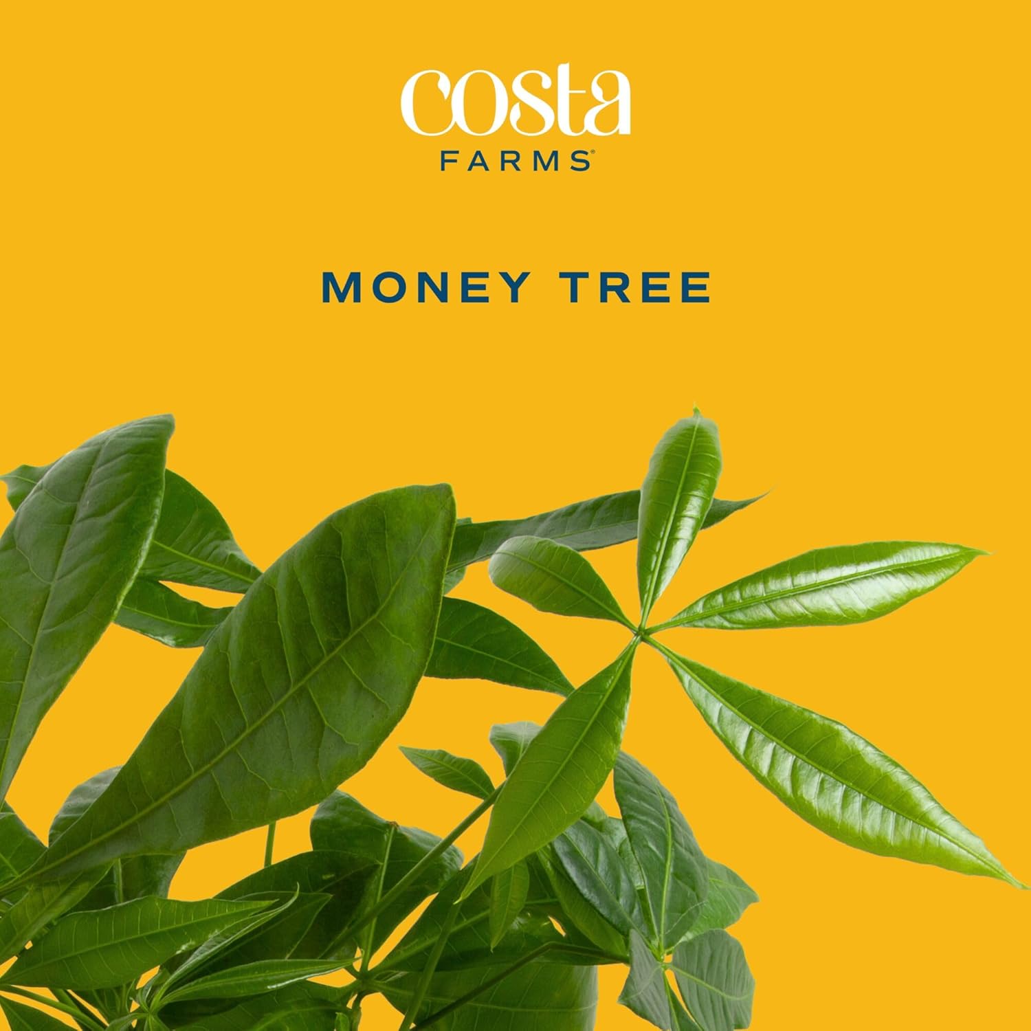 Alternative view of Costa Farms Money Tree Live Plant in Decorative Pot, Air Purifying, Braided Indoor Houseplant, Perfect for Home, Room, or Office Decor, Great House Warming or Birthday Gift, 12-16 Inches Tall