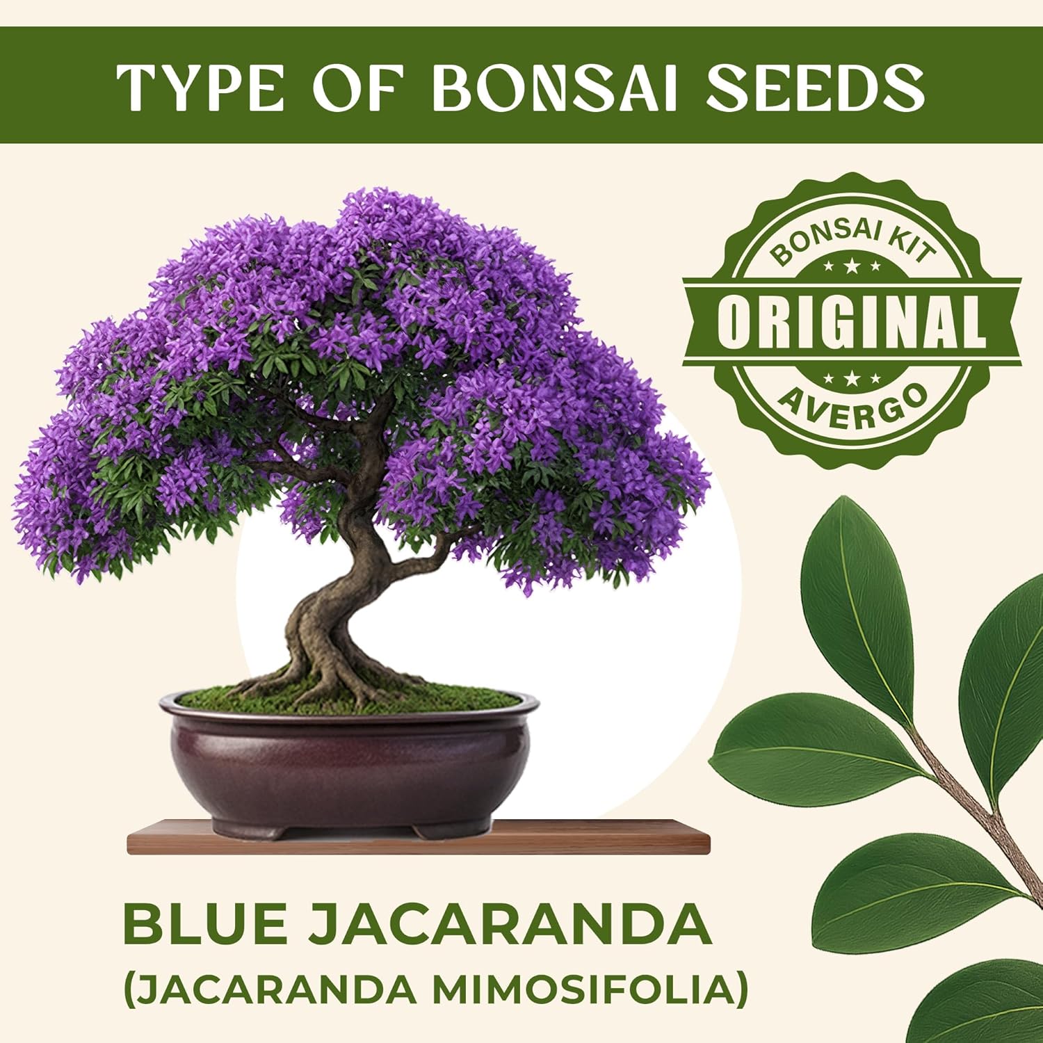 Bonsai Starter Kit u2013 Growing Jacaranda Bonzai Tree | Complete Indoor Tree Kit for Growing Plants with Tools & Planter u2013 Gardening Gifts for Mother, Women & Men