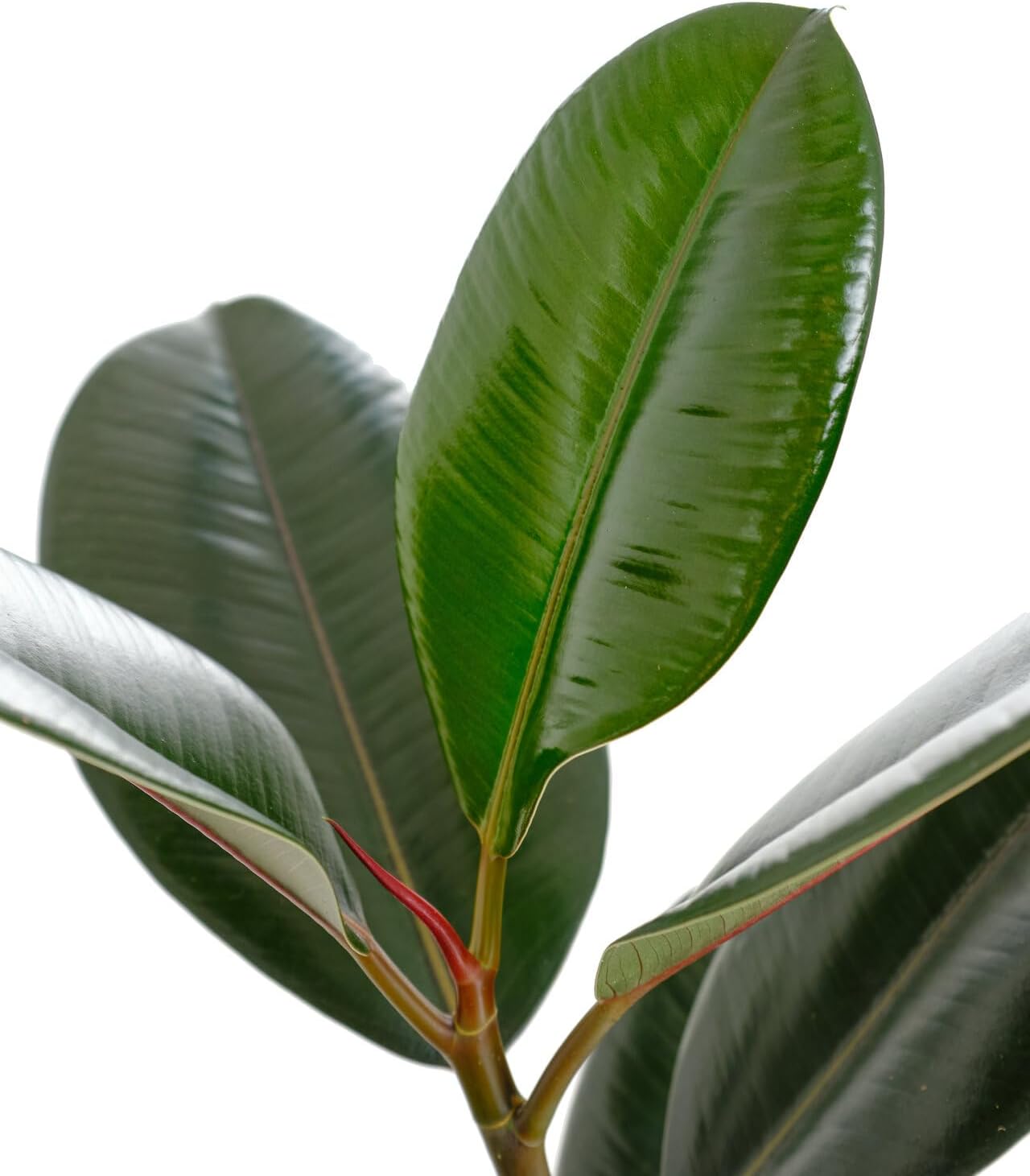 Shop Succulents Ficus Burgundy Rubber Tree, Live Indoor Floor Plant, Trendy Living Room or Office Decor, Tropical Houseplant Potted in Soil with Grower Pot, Garden and New Home Gift, 6 Inch Pot