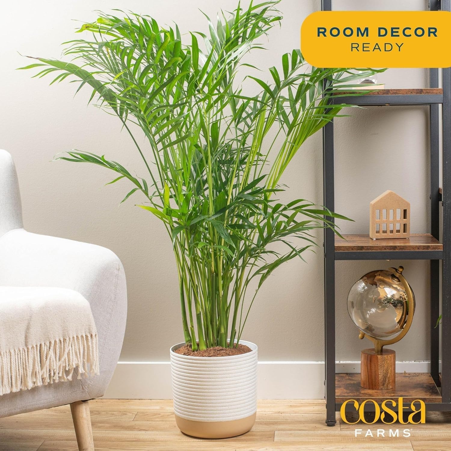 Costa Farms Majesty Palm Live Plant in Decorative Pot, Large Indoor Houseplant, Perfect for Home, Room, or Office Decor, Great House Warming or Birthday Gift, 3-4 Feet Tall