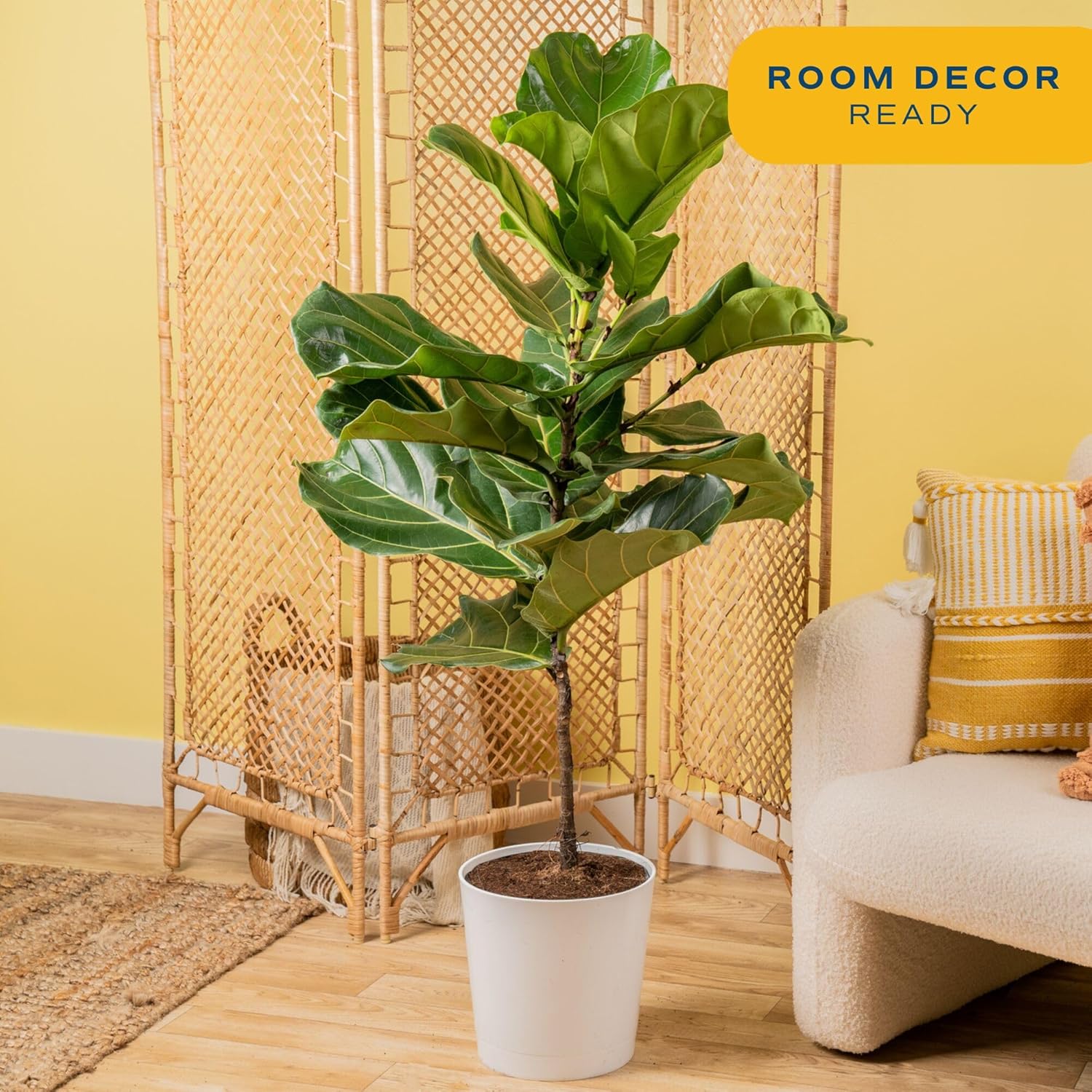 Costa Farms Fiddle Leaf Fig Tree Live Plant in Decorative Plant Pot, Large Indoor Houseplant, Perfect for Home, Room, or Office Decor, Great House Warming or Birthday Gift, 3-4 Feet Tall