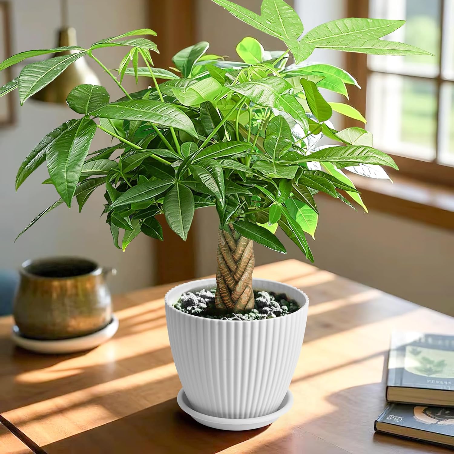 Live Plants Money Tree in 4" White Plastic Pot, Easy to Grow Houseplant, Indoor Bonsai, Home Office Decor, Birthday Housewarming Gift