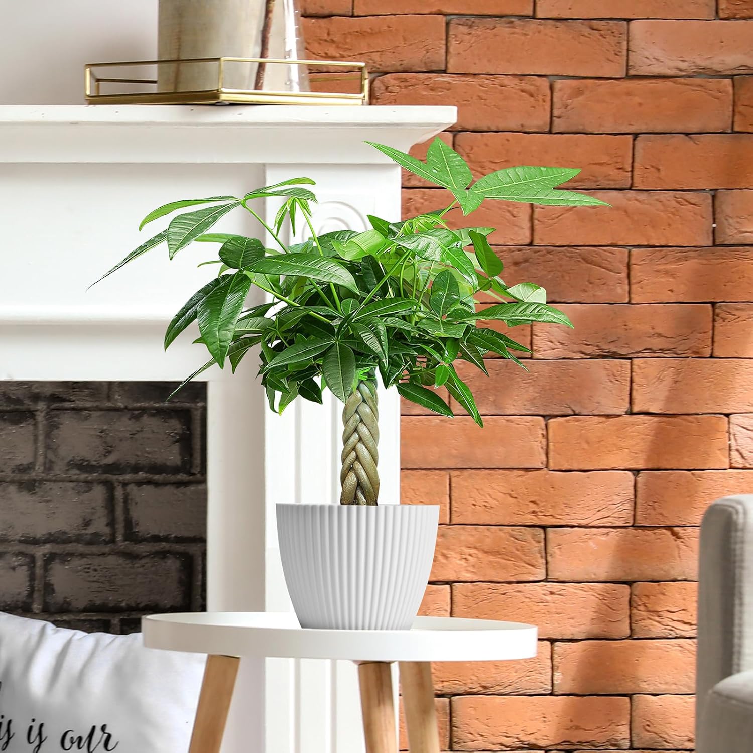 Alternative view of Live Plants Money Tree in 4" White Plastic Pot, Easy to Grow Houseplant, Indoor Bonsai, Home Office Decor, Birthday Housewarming Gift