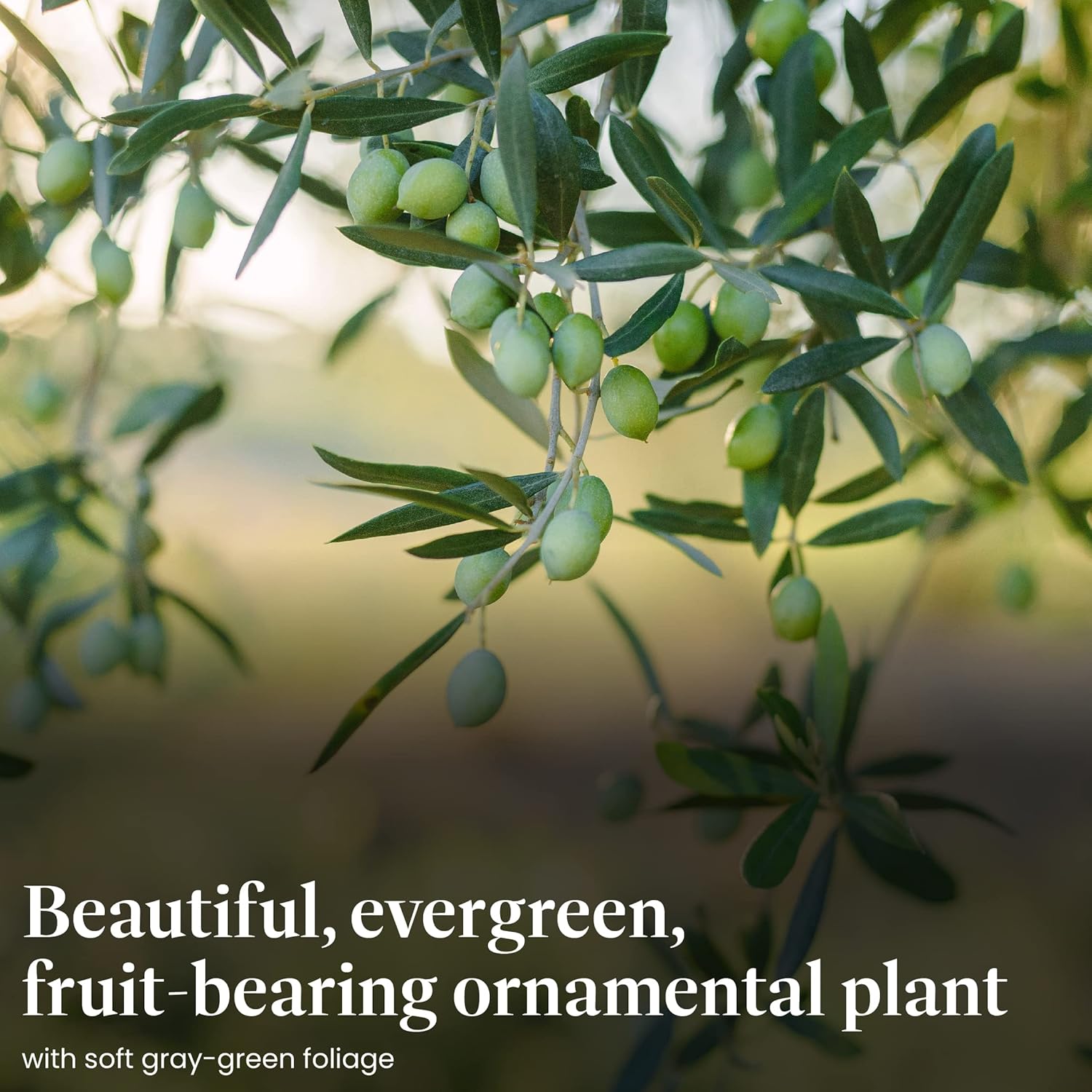 Alternative view of American Plant Exchange Arbequina Olive Tree u2013 Live 5-Inch Pot, Fruit Bearing Tree, Cold Hardy Edible Variety for Containers, Patios, and Mediterranean-Inspired Gardens