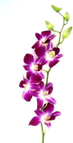 eflowerwholesale - Premium Cut Purple Orchids (20 stems with Vase) Bouquet of Purple Orchids from Thailand with Vase - Gift for Birthday, Christmas, New Year, Graduation (Support Small Business)