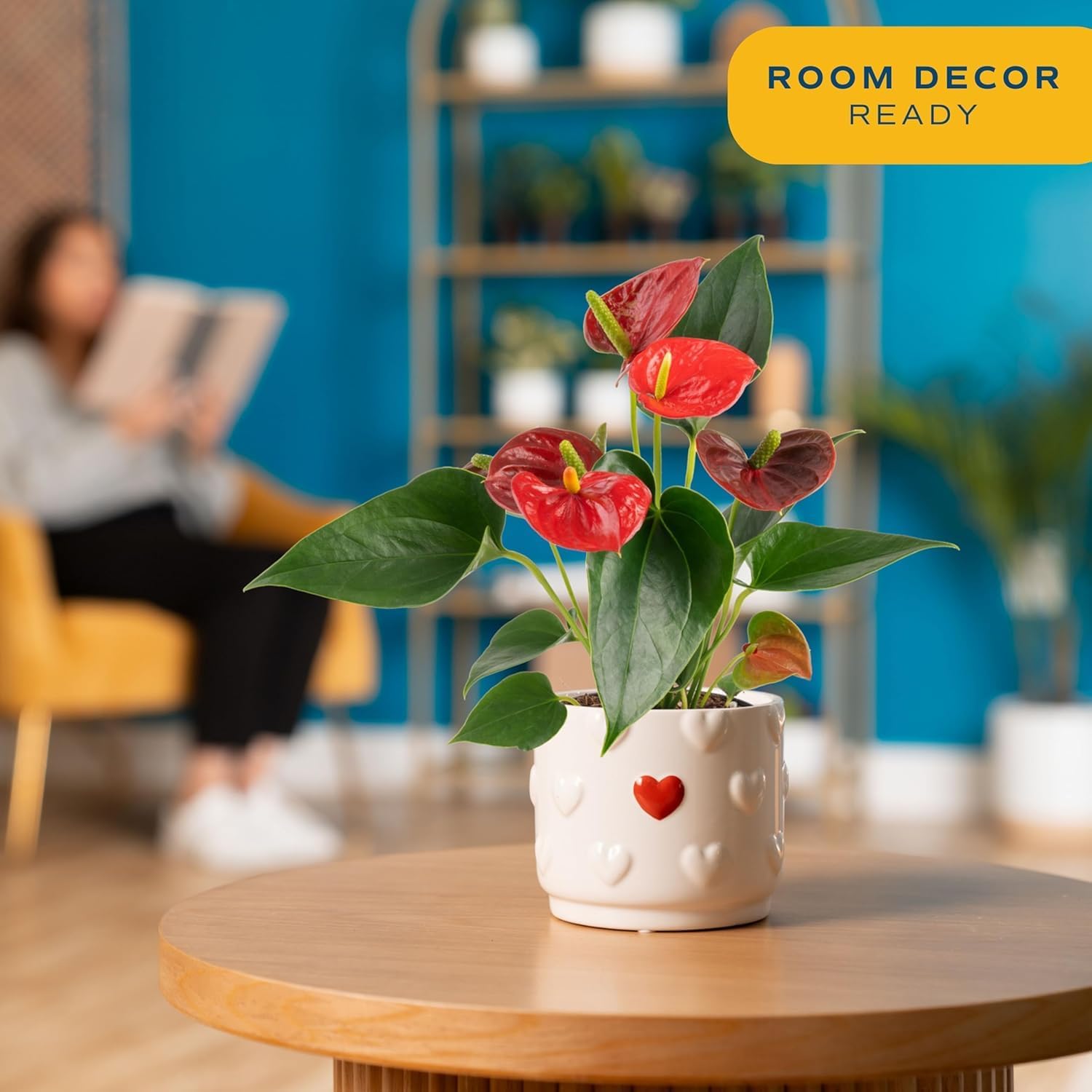 Costa Farms Anthurium, Flamingo Flower Live Plant in Decorative Pot, Air Purifying Flowering Indoor Houseplant, Home, Room, or Office Decor, House Warming or Birthday Gift, 10-14 Inches Tall